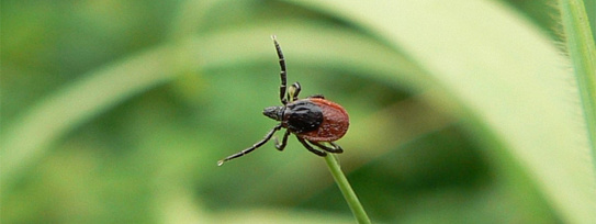 Сезон активности клещей в самом разгаре! 
